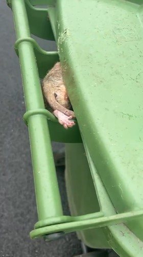 Cleansing workers have urged the Scottish Government to declare a rat emergency amid 