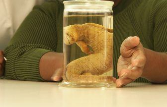 Extinct lizard preserved in a jar for 170 years being returned to Jamaica
