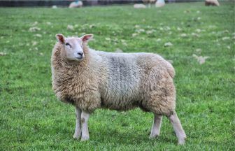 Dog owner charged after pet Rottweiler and Alsatian allegedly attack and kill sheep near Lugton in Ayrshire