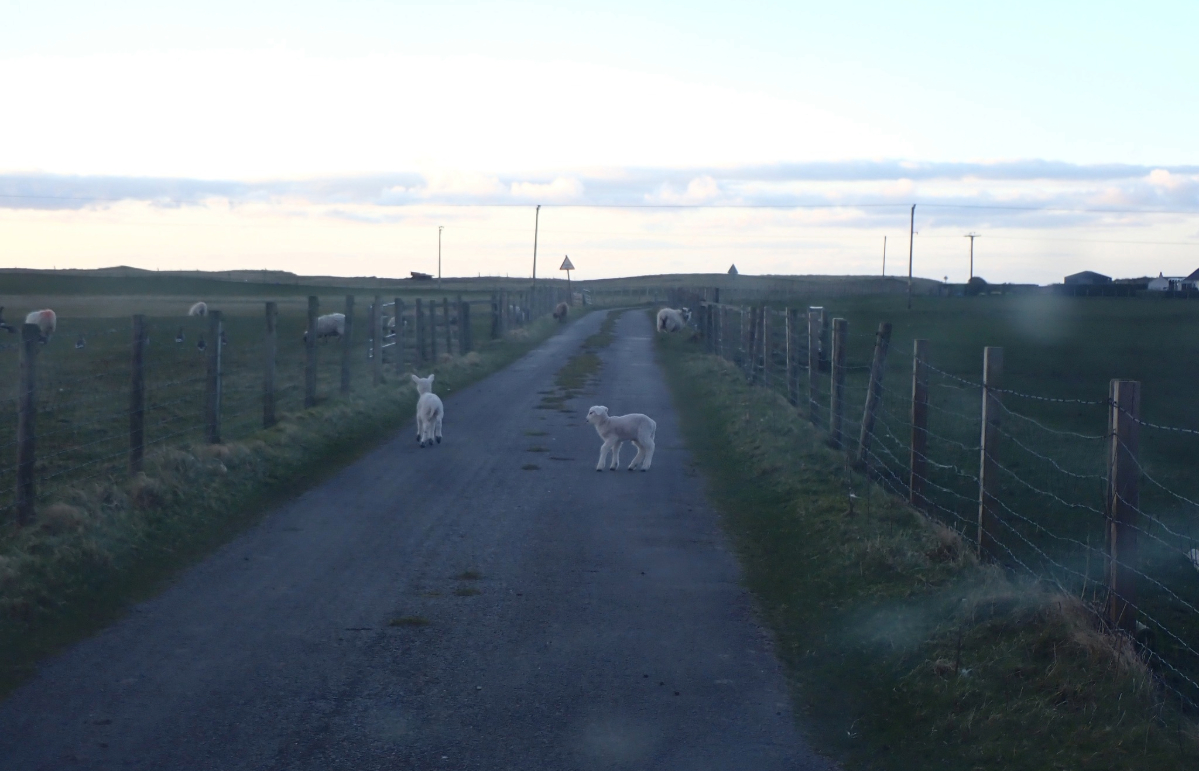 The warning came just a day after making people aware of lambs in the road.