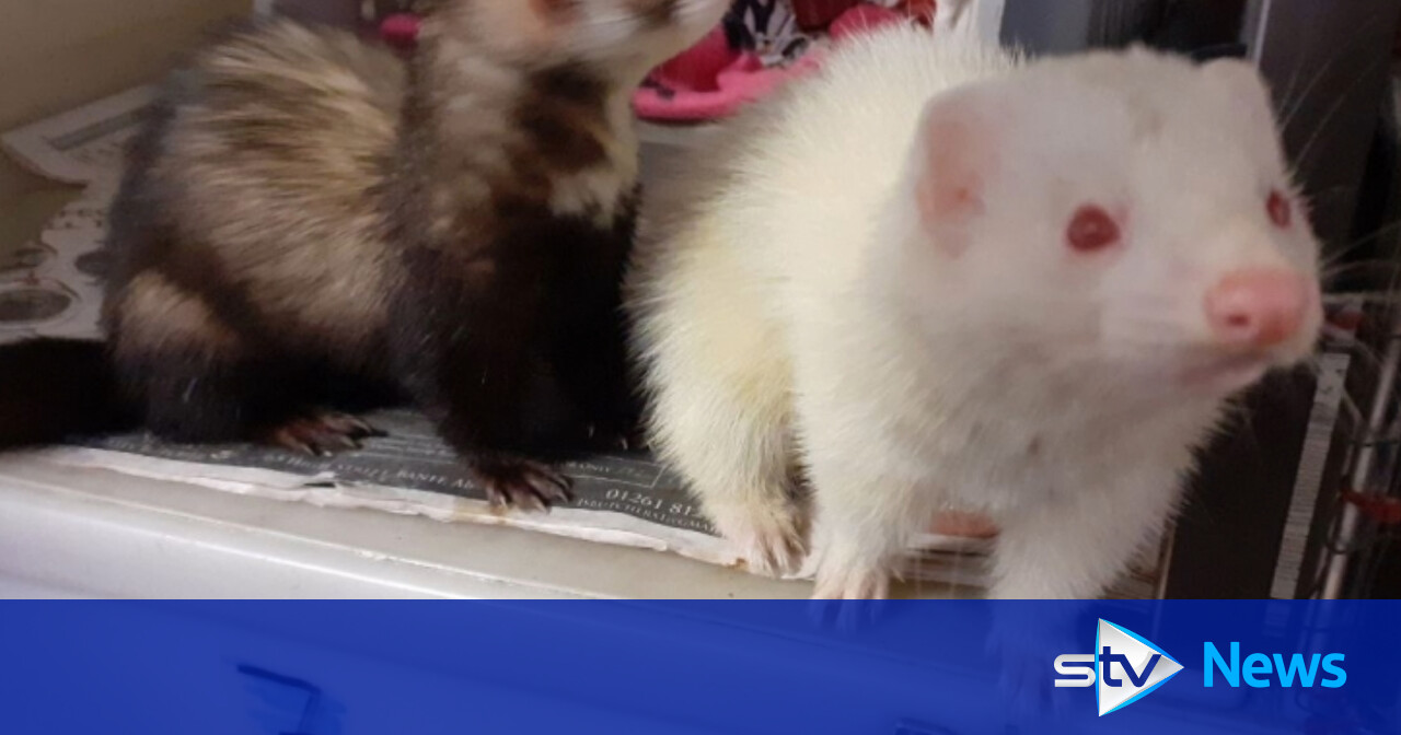 Three abandoned ferrets in taped up cardboard box by busy road in ...