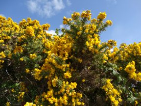 Police hunting three youths after ‘deliberate’ gorse fire in Moray