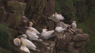 Scientists to study how seabirds are affected by severe weather