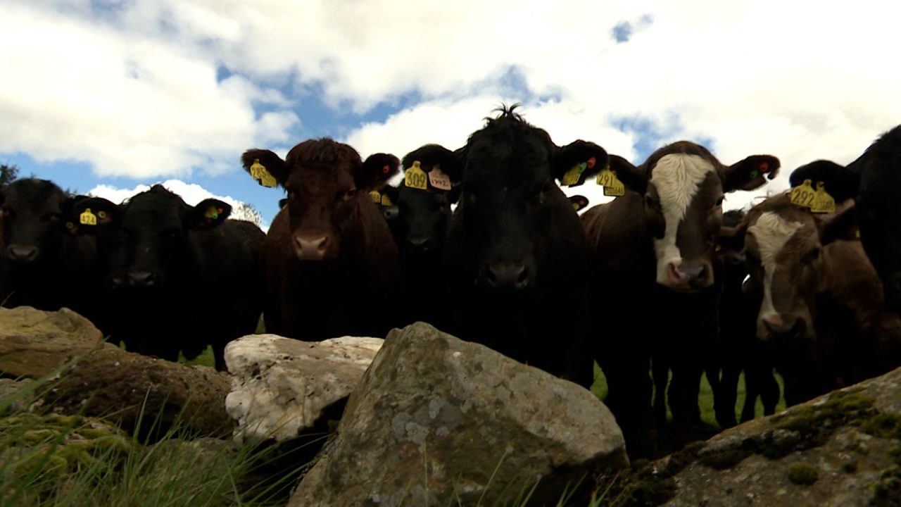 Scottish Government: Frustrated farmers demand ‘rethink’ on agricultural carbon footprint plans