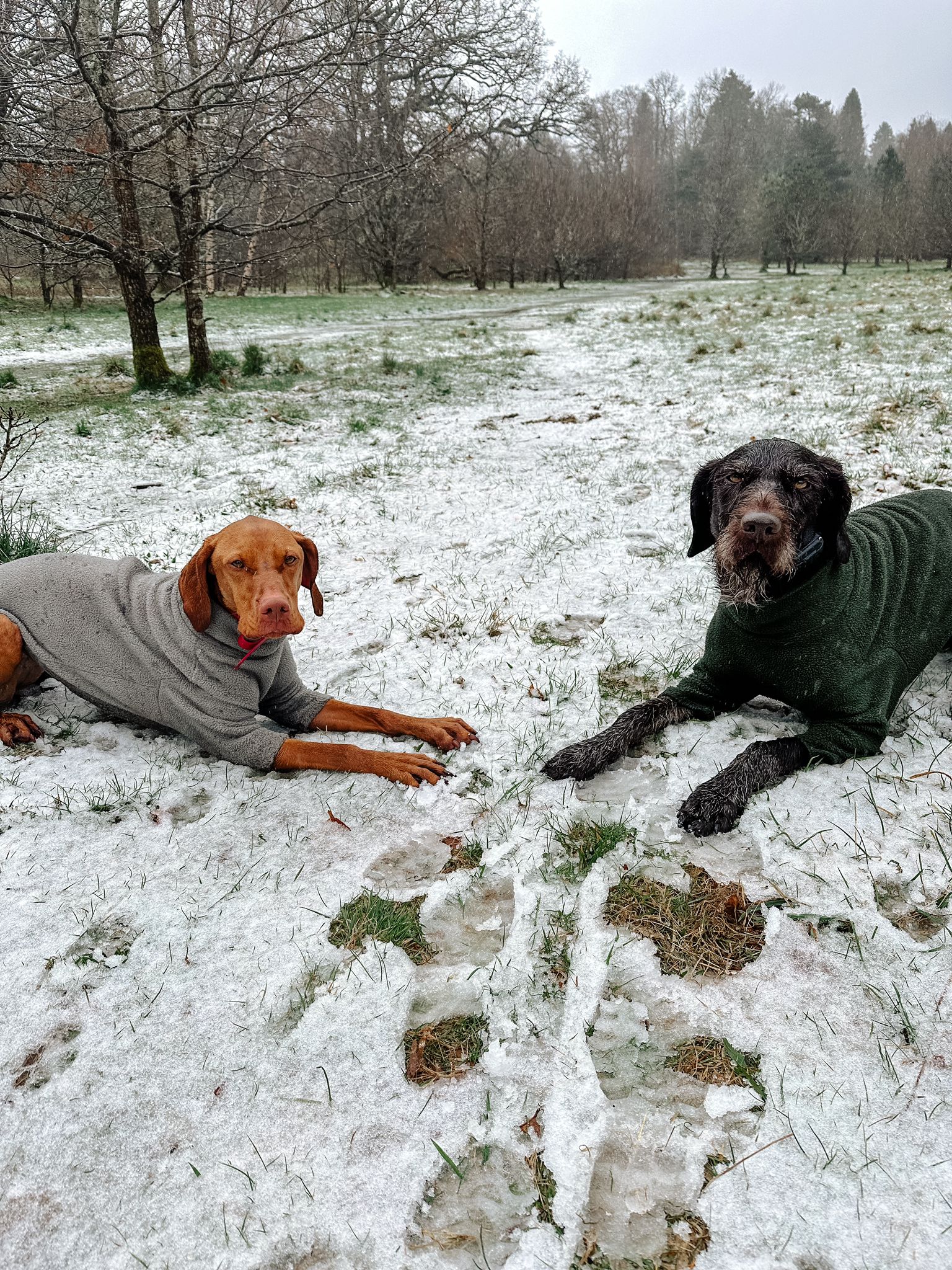 Odin and Ivy enjoying the snow in Balloch (Credit: Fabiana Cacace).