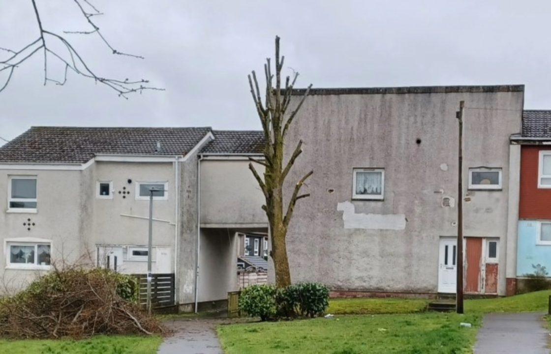Mature tree ‘illegally cut down’ in East Kilbride as council appeal for help tracing culprits