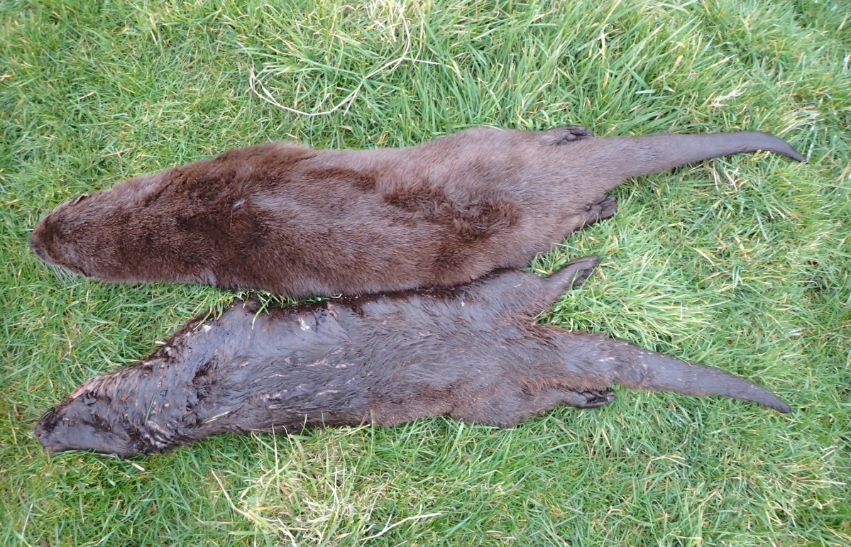 The two otters were found on the same road within 72 hours of each other.