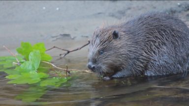Calls for beavers to be manged before ‘irreversible damage’ done