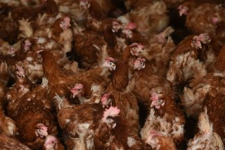 Scotland could be first part of UK to ban laying hens being kept in cages