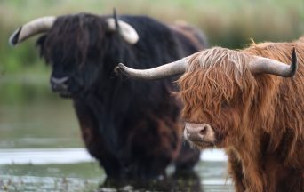 Scottish Government asks farmers for views on fitting all newborn cattle with electronic ear tags