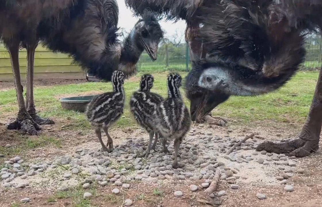 Three baby emu chicks hatched at Scottish bird sanctuary after ten year wait