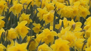 Scottish daffodil growers see record sales following cold weather