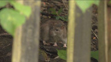Time to declare ‘rat emergency’ say Glasgow cleansing workers