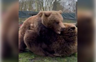 Watch moment bears caught ‘wrestling’ at Scottish zoo