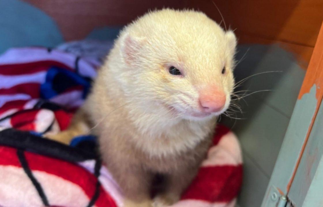 Two ferrets found running loose after being abandoned in lay-by on the B9157 in Fife