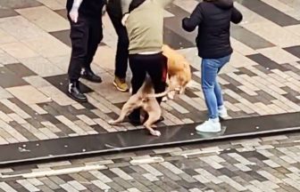 XL Bully attacks labrador on high street as witnesses intervene to save dog