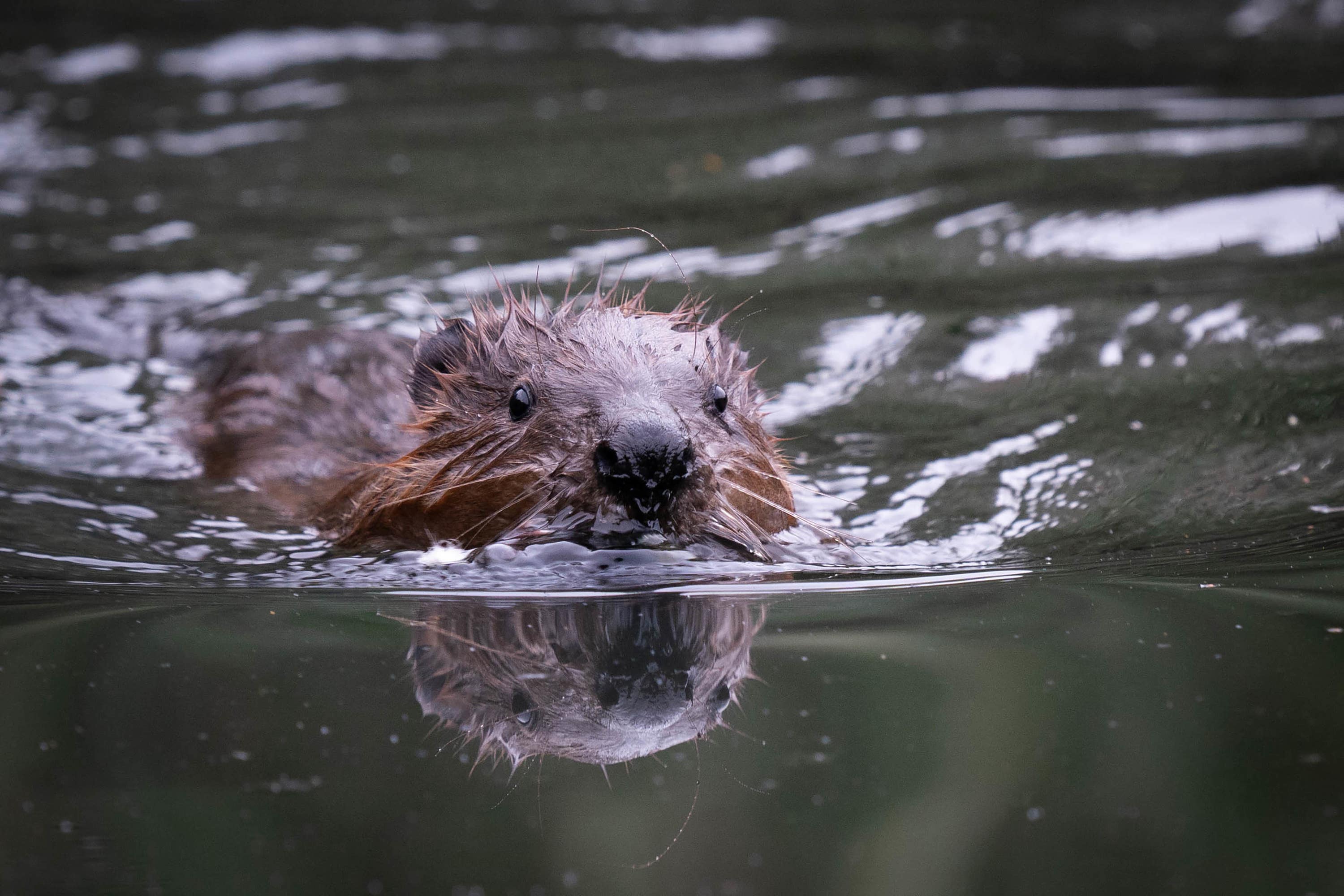 The alliance describes beavers as a ‘biodiversity-boosting, flood-reducing, habitat-creating species’ (PA) 