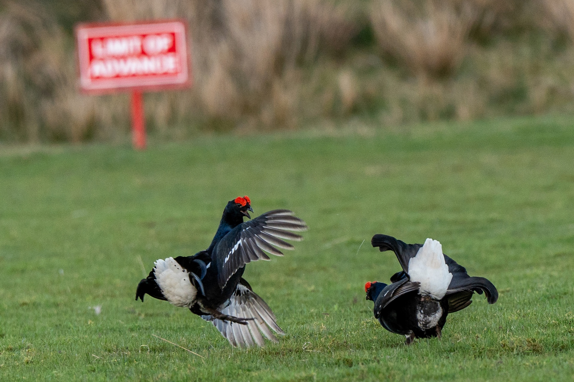 Black grouse mating ritual in Argyll and Bute.