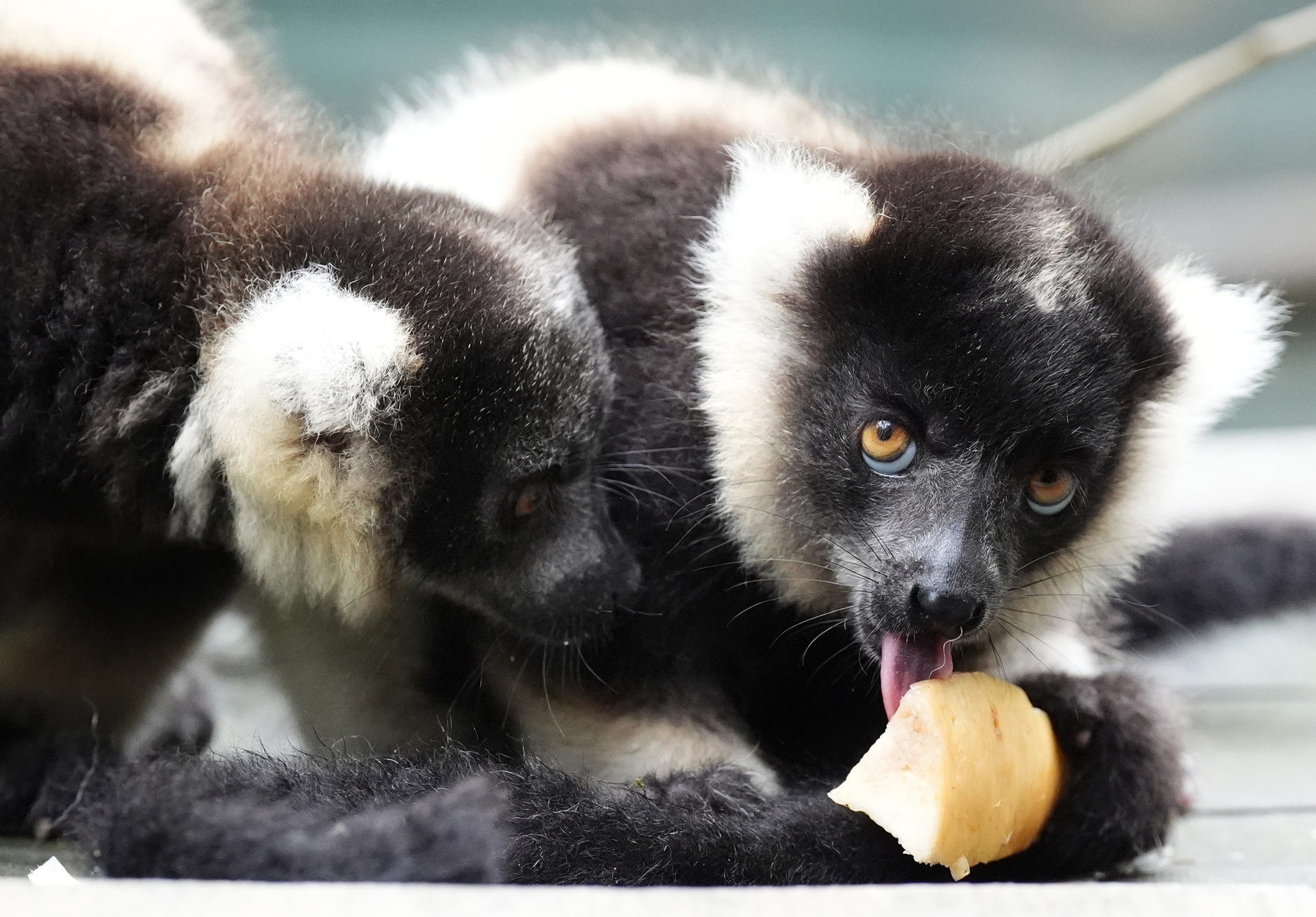 The twins will eventually be rehomed as part of the breeding programme (Andrew Milligan/PA)