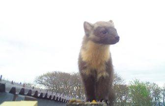 Scottish Water provides new den for pine marten that took a shine to one of their buildings