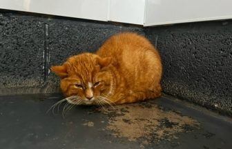 Three cats found starving in garden of abandoned house in Kirkcaldy, Fife