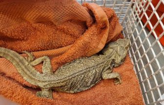 Scottish SPCA launch appeal after bearded dragon found abandoned in poor condition in Lanark woodland
