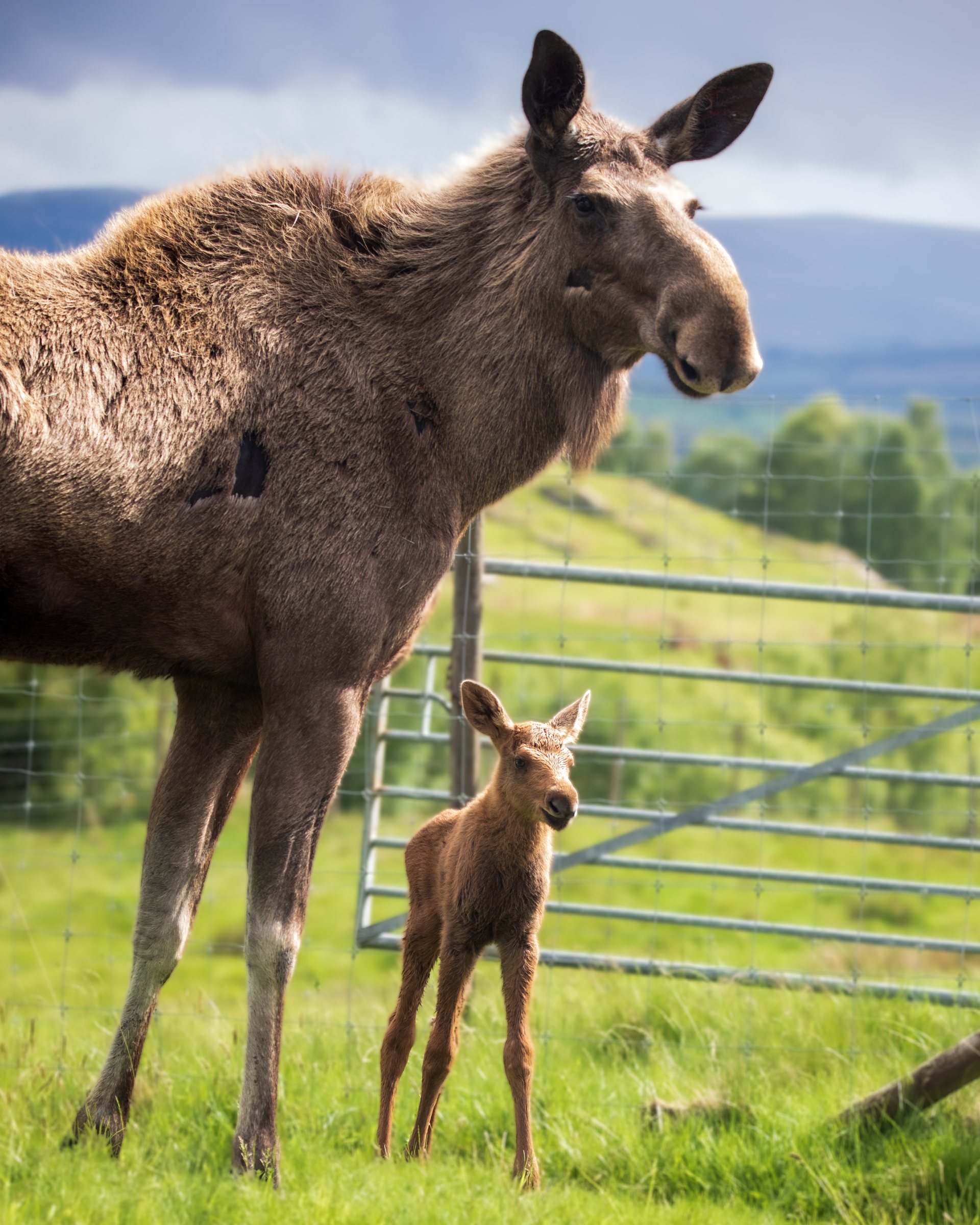 One of the Elk twins born at Highland Wildlife Park.