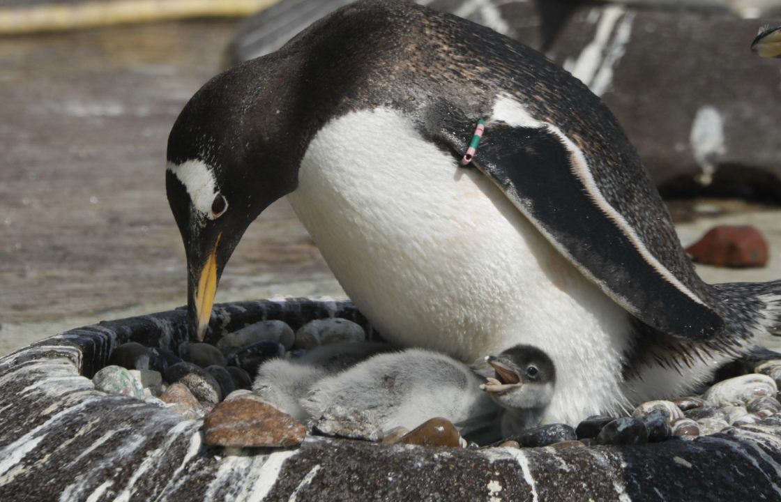 Edinburgh Zoo welcomes 15 tiny penguin chicks including five endangered Northern rockhoppers