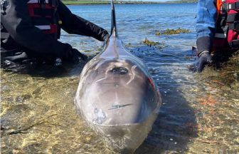 Dolphin put down after ‘deteriorating badly’ on shore near Burray on Orkney