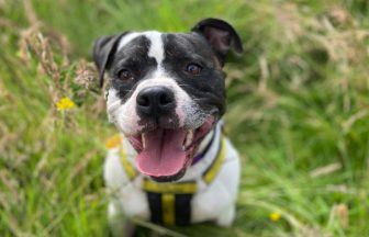 Three-legged Staffordshire Bull Terrier looking for home after two years at Dogs Trust shelter in Glasgow