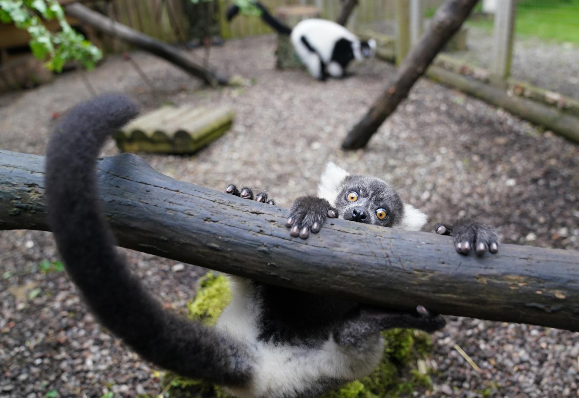 The black-and-white ruffed lemur pups are the third litter to be born (Andrew Milligan/PA).