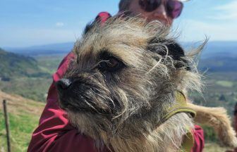 Dog falls off cliff into quarry at Craigmore Hill in Aberfoyle sparking rescue mission