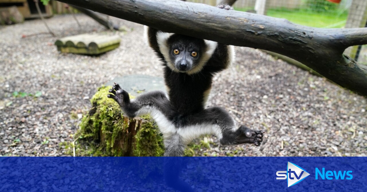 Two critically endangered lemurs born at Scottish safari park