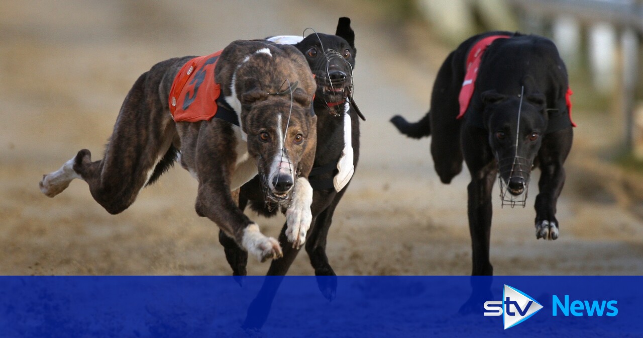 Scottish Government ‘not persuaded’ of need to ban greyhound racing