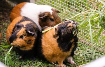 Three ‘malnourished’ guinea pigs found dead in plastic bag behind bus shelter in Aberdeenshire