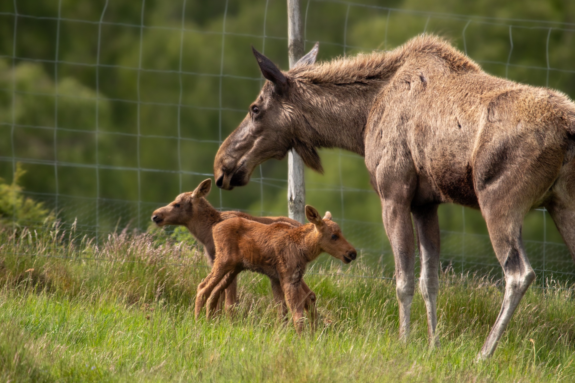 Elk twins born at Highland Wildlife Park with their mother, Ash.