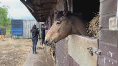 East End school pupils tending to horses as part of police project