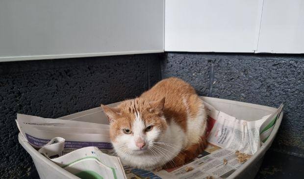 Johno was found abandoned alongside two other cats in the back garden of an empty house.
