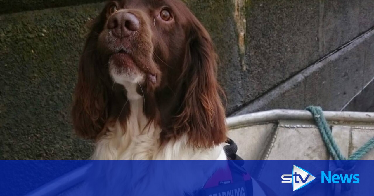 Scotland’s first underwater sniffer dog dies after 11 years in service