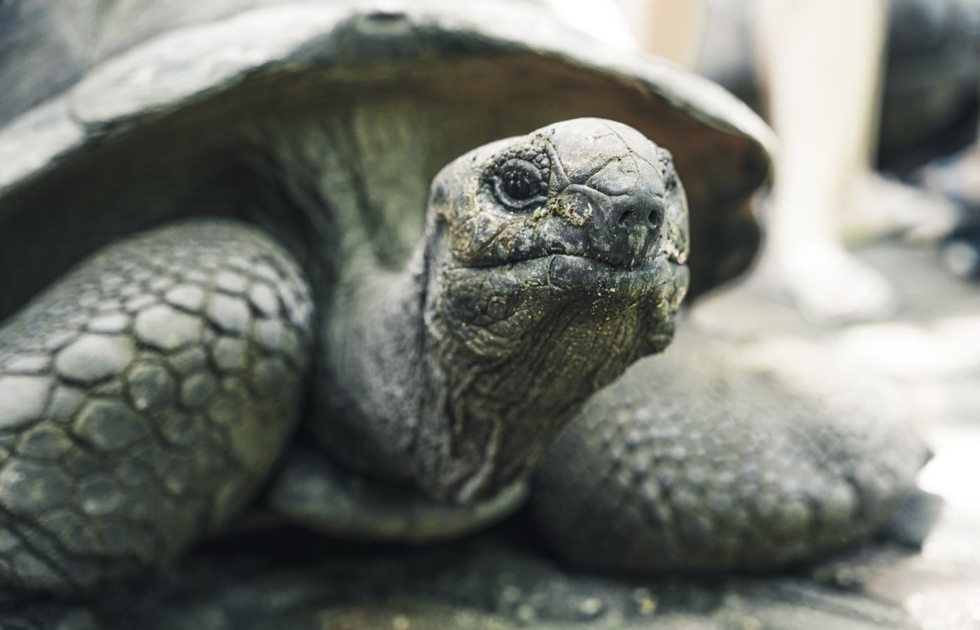 Man dumped ten dead giant tortoises in Devon woodland after heating ...