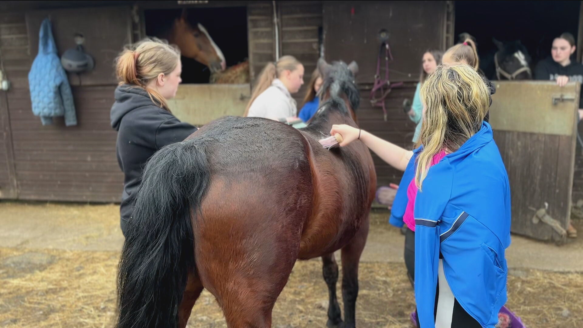 The students are learning to take care of horses. 