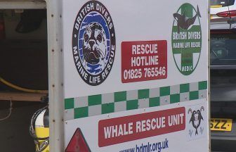Rescuers called out to refloat four stranded dolphins in eight weeks in Tayside and Fife