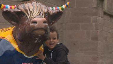 Highland Coo trail raising money for Children’s Hospices