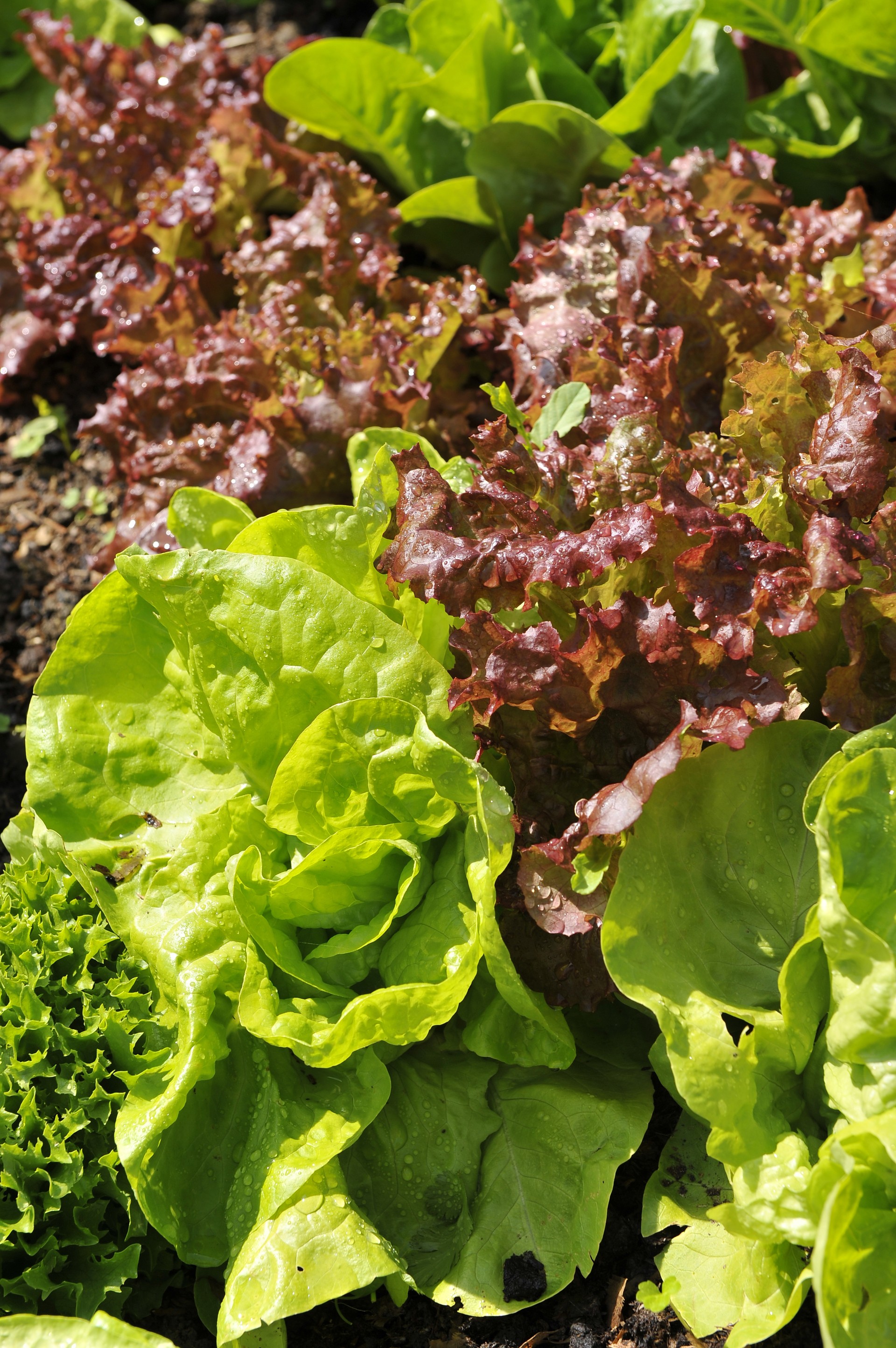Lettuce is suspected to be the source of the outbreak (Ben Birchall/PA) 
