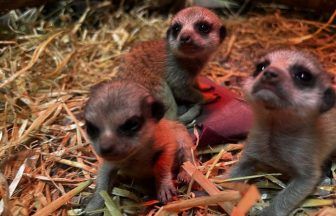 Three tiny meerkat pups born at Blair Drummond Safari Park after ‘tense’ start in life