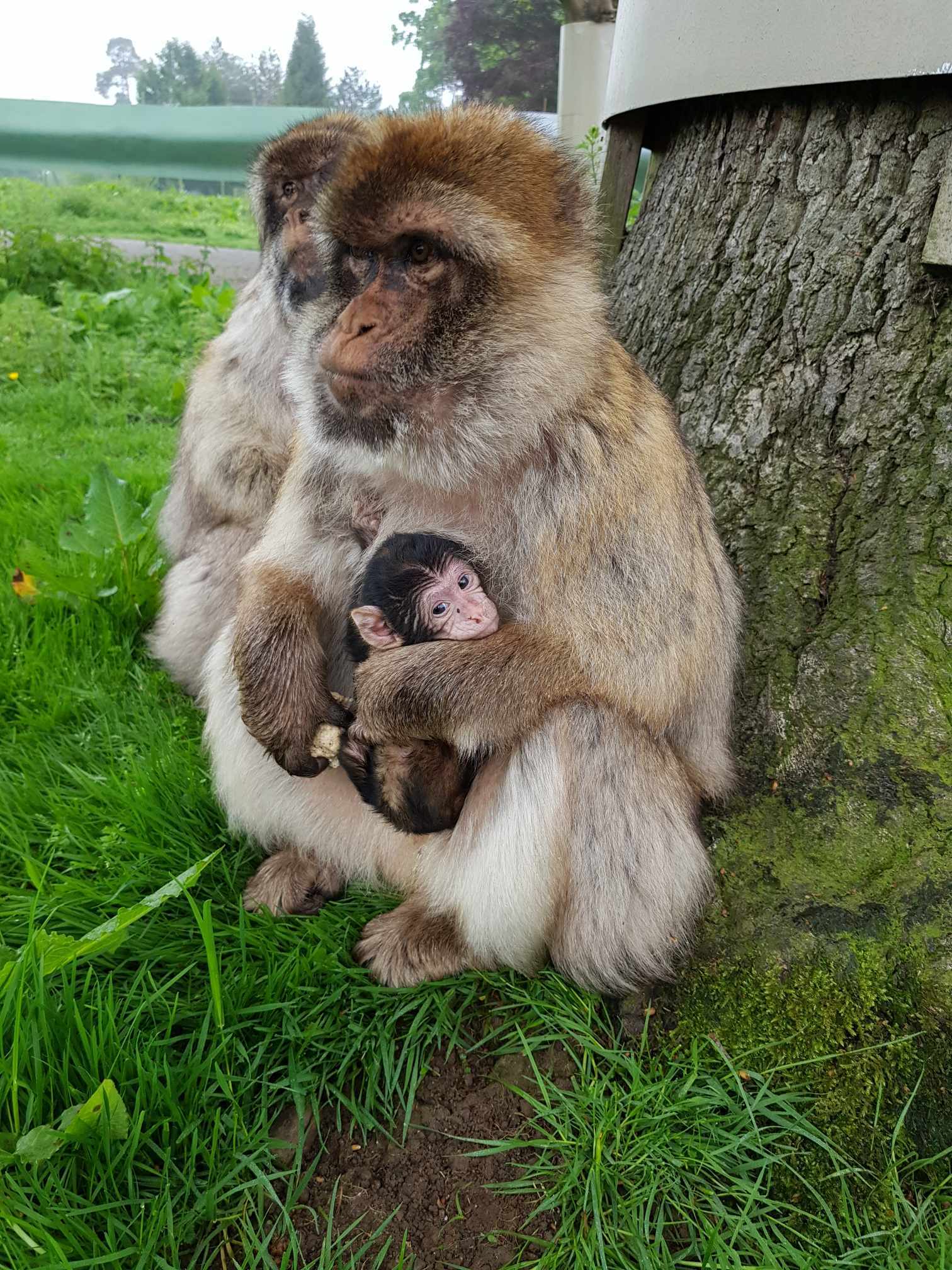 Visitors will be able to spot mum or dad snuggling Hayley in the macaque drive-thru.