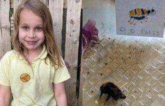 Scots girl Willow McMurray goes viral with motivational posters for bee to help it recover