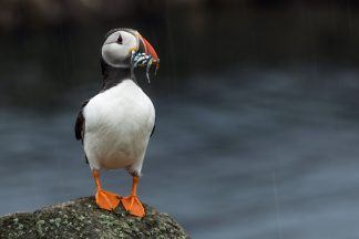 Puffin population soars by a third on Isle of May in Firth of Forth near Edinburgh