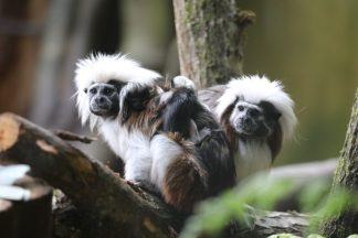 Taylor Swift: Edinburgh Zoo names two newborn endangered monkeys after star ahead of Murrayfield Eras concert