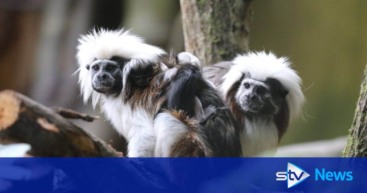 Taylor Swift: Edinburgh Zoo names two newborn endangered monkeys after star ahead of Murrayfield Eras concert